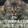 猫よけに効果絶大な対策をついに見つけた【即効】のアイキャッチ画像