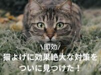 猫よけに効果絶大な対策をついに見つけた【即効】のアイキャッチ画像